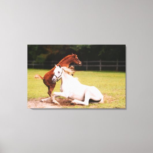 Arabische merrie veulen Stretched Canvas Print (Voorkant)