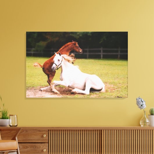 Arabische merrie veulen Stretched Canvas Print (Insitu (Woonkamer))
