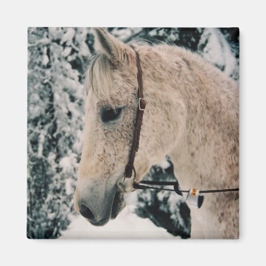 Arabische Mix Magnet (Voorkant)