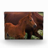 Arabische paard bij moeder fotoblokken (Voorkant)