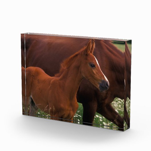 Arabische paard bij moeder fotoblokken (Rechts)