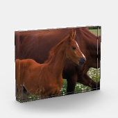 Arabische paard bij moeder fotoblokken (Links)