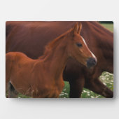 Arabische paard bij moeder fotoplaat (voorkant)