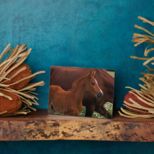Arabische paard bij moeder fotoplaat