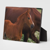 Arabische paard bij moeder fotoplaat (Zijkant)