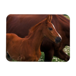 Arabische paard bij moeder magneet