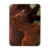 Arabische paard bij moeder magneet (Verticaal)