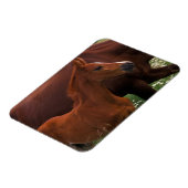 Arabische paard bij moeder magneet (Linkerzijde)