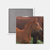 Arabische paard bij moeder magneet (Voorkant / Achterkant)