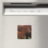 Arabische paard bij moeder magneet (Insitu (Vaatwasser))