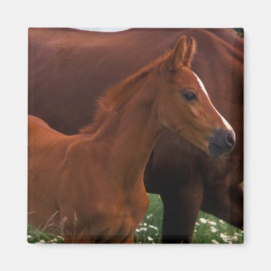 Arabische paard bij moeder magneet (Voorkant)