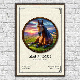 Arabische Paard Zoologie Serie Poster