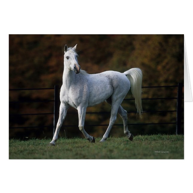 Arabische paarden aan het rijden 1 (Voorkant Horizontaal)