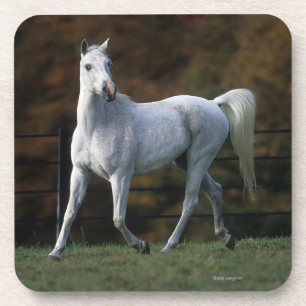 Arabische paarden aan het rijden 1 bier onderzetter