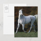 Arabische paarden aan het rijden 1 briefkaart (Voorkant / Achterkant)