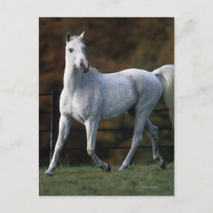 Arabische paarden aan het rijden 1 briefkaart