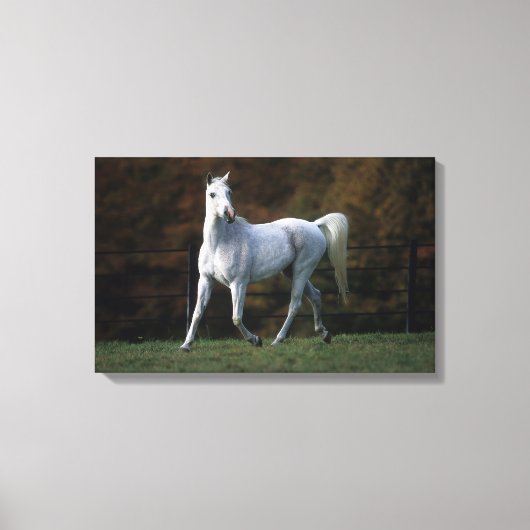 Arabische paarden aan het rijden 1 canvas afdruk (Voorkant)