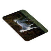 Arabische paarden aan het rijden 1 magneet (Rechterzijde)