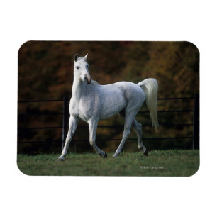 Arabische paarden aan het rijden 1 magneet