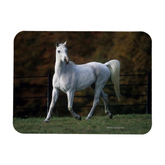 Arabische paarden aan het rijden 1 magneet (Horizontaal)
