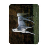 Arabische paarden aan het rijden 1 magneet (Verticaal)