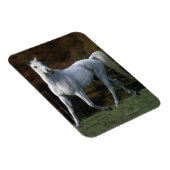 Arabische paarden aan het rijden 1 magneet (Rechterzijde)