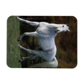 Arabische paarden aan het rijden 1 magneet (Horizontaal)