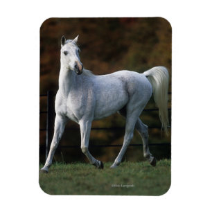 Arabische paarden aan het rijden 1 magneet