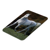 Arabische paarden aan het rijden 1 magneet (Linkerzijde)