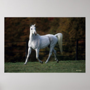 Arabische paarden aan het rijden 1 poster