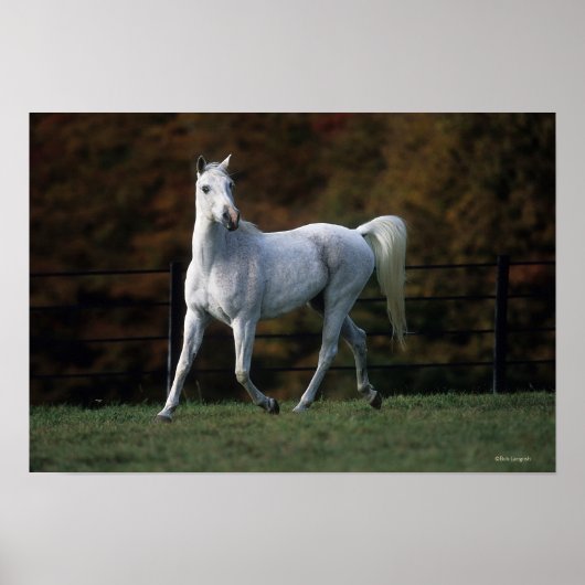 Arabische paarden aan het rijden 1 poster (Voorkant)