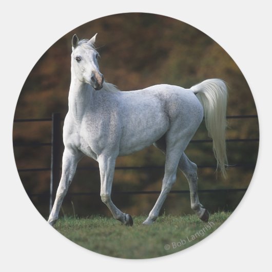 Arabische paarden aan het rijden 1 ronde sticker (Voorkant)