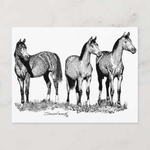 Arabische paarden briefkaart