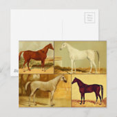  Arabische paarden - collage Briefkaart (Voorkant / Achterkant)
