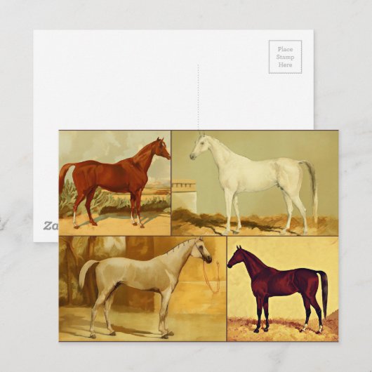 Arabische paarden - collage Briefkaart (Voorkant / Achterkant)