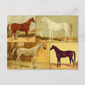 Arabische paarden - collage Briefkaart (Voorkant)