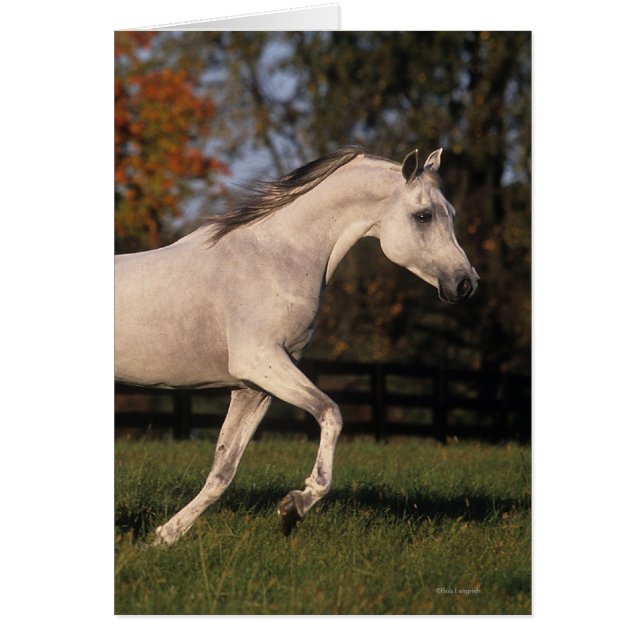 Arabische paarden: herfst. 2 (Voorkant)