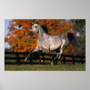 Arabische paarden: najaar 1 poster