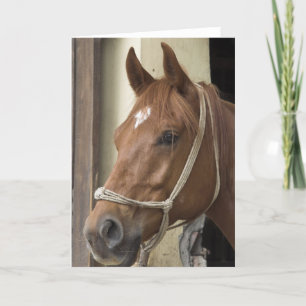 arabische paarden Wenskaart Kaart