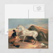Arabische Stallion Briefkaart (Voorkant / Achterkant)