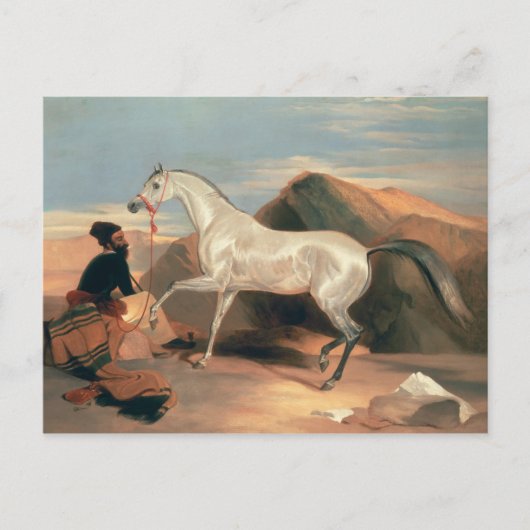 Arabische Stallion Briefkaart (Voorkant)