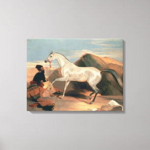 Arabische Stallion Canvas Afdruk