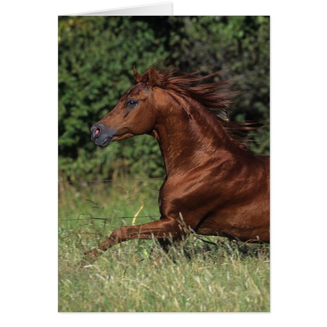 Arabische Stallion in de gras (Voorkant)