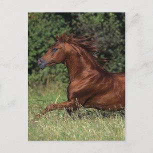 Arabische Stallion in de gras Briefkaart