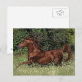 Arabische Stallion in de gras Briefkaart (Voorkant / Achterkant)