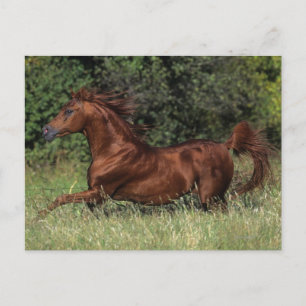 Arabische Stallion in de gras Briefkaart