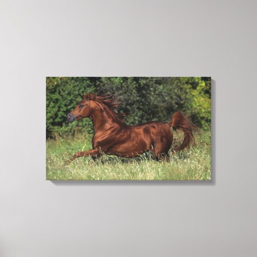 Arabische Stallion in de gras Canvas Afdruk (Voorkant)