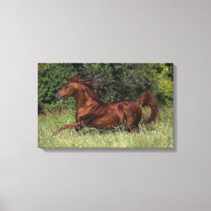 Arabische Stallion in de gras Canvas Afdruk