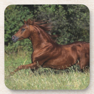 Arabische Stallion in de gras Drankjes Onderzetter