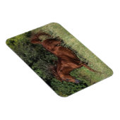 Arabische Stallion in de gras Magneet (Rechterzijde)